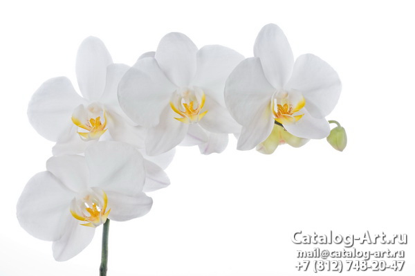 картинки для фотопечати на потолках, идеи, фото, образцы - Потолки с фотопечатью - Белые орхидеи 32